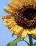 sunflower.jpg sunflower.jpg